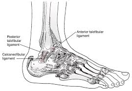 The maisonneuve fracture is defined by the above findings plus a proximal fibular fracture (high weber c), usually in the proximal third 7. Ankle Fractures Pediatric Pediatrics Orthobullets