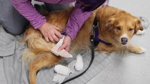 Because of the sops at this time, only one pet owner is allowed to accompany their pet. Too Many New Pet Owners Not Enough Vets Make Getting Animal Care A Problem Ctv News
