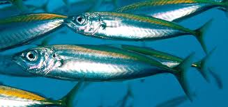 Ikan pindang layang kami merupakan ikan layang pilihan. Layang Ikan Wikipedia Bahasa Indonesia Ensiklopedia Bebas