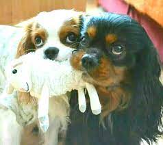 So Adorable Blenheim And Black And Tan Cavalier King Charles Spaniel Cavalierkingcha Cavalier King Charles Dog King Charles Dog Cavalier King Charles Spaniel