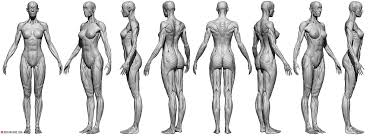 Female Ecorche Reference Images Female Anatomy Reference Female Anatomy Girl Anatomy