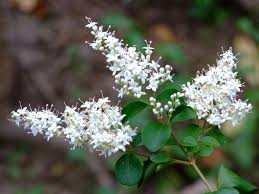 Image result for Ligustrum sinense