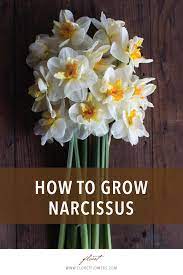 How To Grow Daffodils Narcissus Growing Tulips Daffodils Daffodil Bulbs