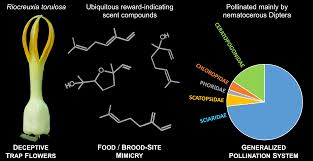 Image result for Riocreuxia