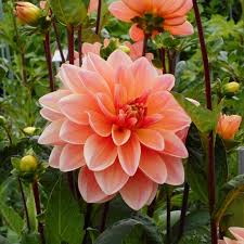 Cactus dahlias, semi cactus dahlias, decorative dahlias, pompon dahlias, ball dahlias, anemone dahlias, collarette dahlias, mignon dahlias, single dahlias, peony dahlias, orchid dahlias. Dahlia Mister Frans