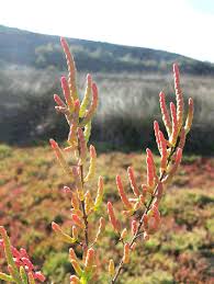 Image result for Sarcocornia decumbens
