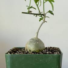 Image result for Kedrostis