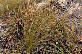 Image result for Polystachya dendrobiiflora
