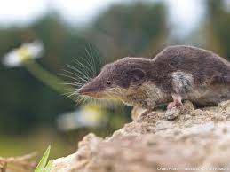 Rongeurs Les Petits Poilus Du Jardin Petit Poilu Animales Rongeur