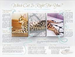 The temperament of these cats is highly appreciable when correctly socialized. F1 Thru F5 Savannah Cat Size Guide African Cats Savannah Cat Breed