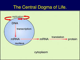 The Central Dogma Of Life Central Dogma Dna
