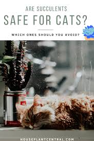 Are Succulents Safe For Cats And Dogs Houseplant Central In 2020 Succulents Best Indoor Plants Pet Safe