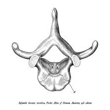 The thoracic vertebrae possess slightly triangular bodies with flat superior and inferior end plates and longer pedicles than the cervical vertebrae that cover the intervertebral foraminae. 4 570 Best Thoracic Vertebrae Images Stock Photos Vectors Adobe Stock