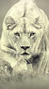 Female Lion Iphone Wallpaper Iphone Background Wallpapers Hd Female Lion Lions Animals