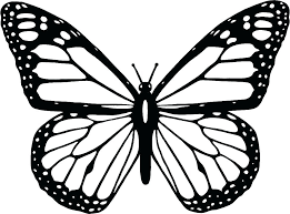 Flying butterfly continuous line drawing element isolated on white. Simple Easy Butterfly Drawing Outline Novocom Top