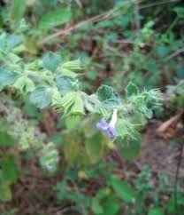 Image result for Mesosphaerum suaveolens