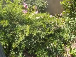 Image result for Indigofera lydenburgensis