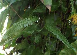 Image result for Oleandra distenta