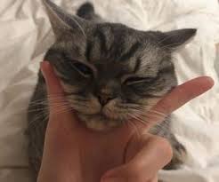 Fancy Hi Five Uploaded By Kaidy On We Heart It Fancy Heart Hifive Kaidy Uploaded 2020 Kedileri Seviyorum Sevimli Hayvan Yavrulari Guzel Kediler