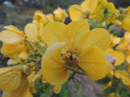 Image result for Senna spectabilis