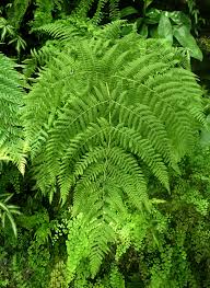 Image result for Hypolepis