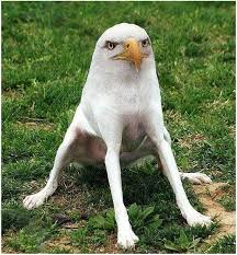 Crazy Disturbing Animals Luufy Com Photoshopped Animals Animal Mashups Weird Animals