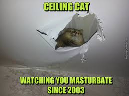 Cat memes are always in style. Pathetic By Clairvoyant Meme Center