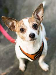 Start Your Search For A Chihuahua Chihuahua Puppies For Sale Chihuahua Puppies Chihuahua