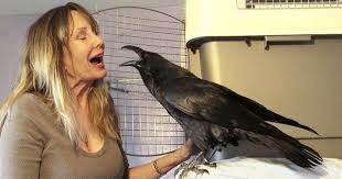 Light purple means uncommon in. Bird Lover Laments Loss Of Her Ravens And Crows Los Angeles Times