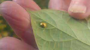 Maybe you would like to learn more about one of these? All That Glitters