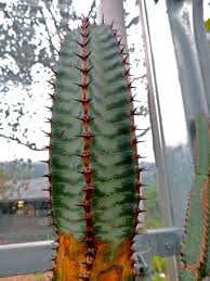 Image result for Euphorbia confinalis