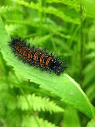 Image result for Blotiella glabra