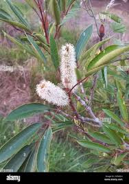 Image result for Coptosperma supra-axillare