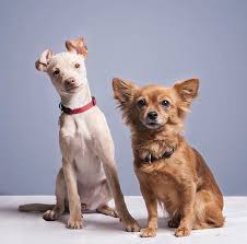 Resultat De Recherche D Images Pour Natoo Kitty Et Lola Dresser Un Chien Chiot Chien