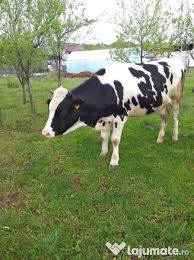 Vand vaci de lapte din rasa holstein stiriagricole ro. Vaca Cu Vitea Holstein De Vanzare Adroa Zoo