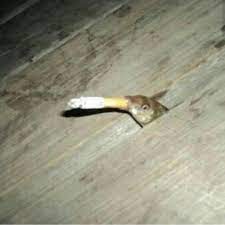 Do you have to have cursed images on reddit? Cursed Image Sweatshop Do You Have Any Cursed Images That Involve Fish I
