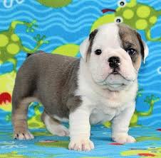 The major breeds of bulldogs are english bulldog, american bulldog, and french bulldog. Sugar Plum Bulldogs Home Of The Smaller Akc English Bulldogs Puppies