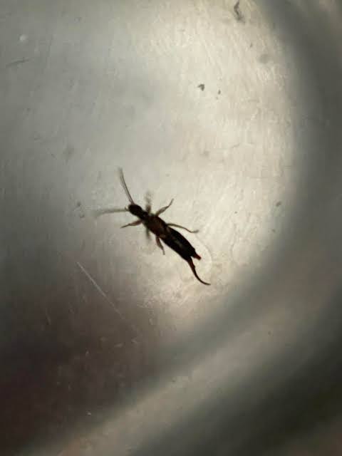 This bug was in my broccoli. Shoud I give it back to the supermarket and  make a complaint? Rome, Italy : r/bugidentification