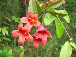 Image result for Bignonia capreolata
