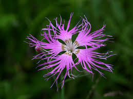 Image result for Dianthus chimanimaniensis