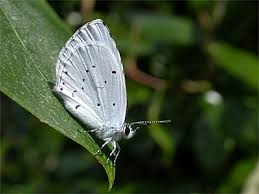 Image result for Celastrina argiolus