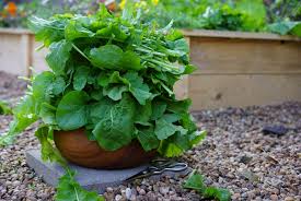Your garden supply and advice hq. Why You Should Ve Planted Arugula Yesterday Gardenary