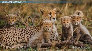 Cheetah Cub Facts: Lesson for Kids - Video & Lesson Transcript | Study.com