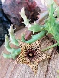 Image result for Orbea knobelii