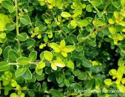 Make a dramatic statement in a hedge or foundation landscaping with drops of gold holly. Holly Trees Shrubs For Sale Georgia Kinsey Family Farm