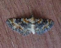 Image result for Eupithecia pulchellata