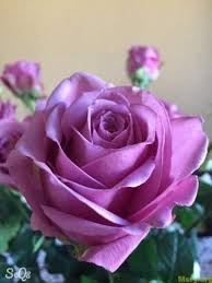 صور ورد 2017 صورة ورد جميلةrosa Images 022 Flowers Plant Life Rose