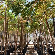 Image result for Kirkia acuminata