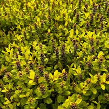 Image result for Ajuga