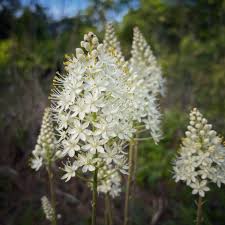 Image result for Stenostelma capense